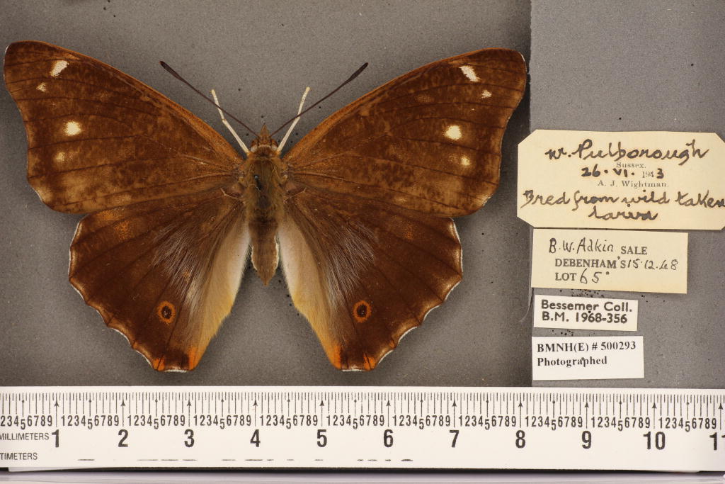 Apatura iris iole female (aberration) 04 [Internet image property of respective owner, non commercial use only]